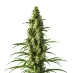 Hektol cannabis bud with sativa structure and orange pistils.