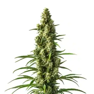 Hektol cannabis bud with sativa structure and orange pistils.