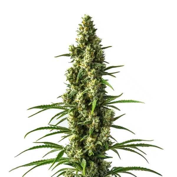 Hektol cannabis bud with sativa structure and orange pistils.