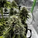 Superior Genetics Bubba Kush Auto