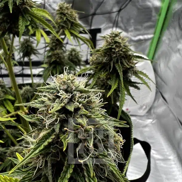 Superior Genetics Bubba Kush Auto