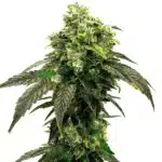 Hindu Kush cannabis plant with dense, trichome-covered buds and green leaves.