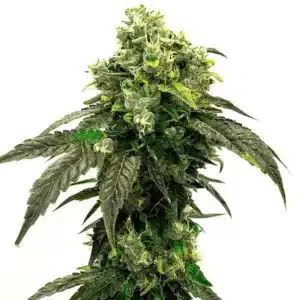 Hindu Kush cannabis plant with dense, trichome-covered buds and green leaves.