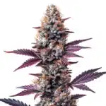 Humboldt cannabis plant with frosty trichomes and orange pistils.