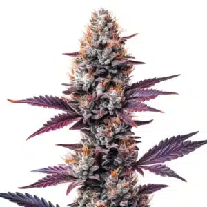 Humboldt cannabis plant with frosty trichomes and orange pistils.