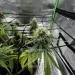 Express Growth Bubba Kush Auto