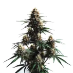 Jack Herer Auto sativa-dominant strain with energetic and uplifting effects