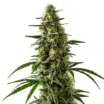 Jack Herer x Skunk cannabis buds with a dense, sticky structure and rich green tones.