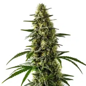 Jack Herer x Skunk cannabis buds with a dense, sticky structure and rich green tones.