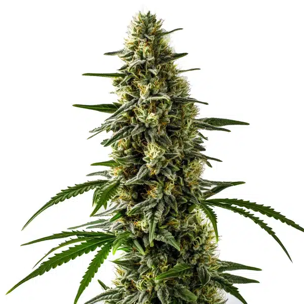 Jack Herer x Skunk cannabis buds with a dense, sticky structure and rich green tones.