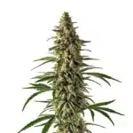 Jack Herer x Super Skunk cannabis cola covered in trichomes and dense green leaves.