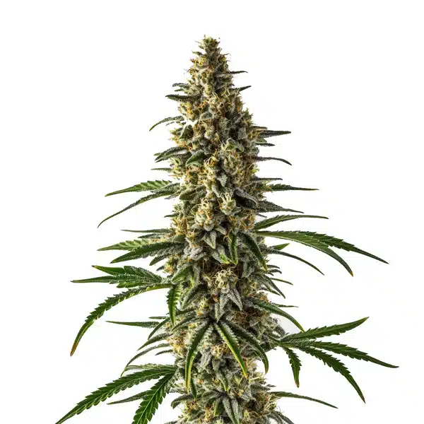 Jack Herer x Super Skunk cannabis cola covered in trichomes and dense green leaves.