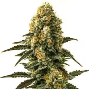 Jilly Bean Regular cannabis buds with orange pistils and dense frosty trichomes.