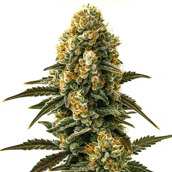 Jilly Bean Regular cannabis buds with orange pistils and dense frosty trichomes.