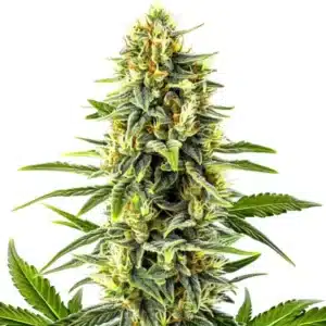 Kali Mist cannabis plant with tall structure and bright green buds.