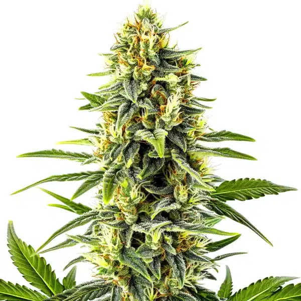 Kali Mist cannabis plant with tall structure and bright green buds.