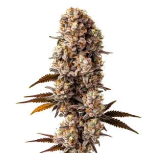 Compact Killer cannabis buds with orange pistils and green leaves