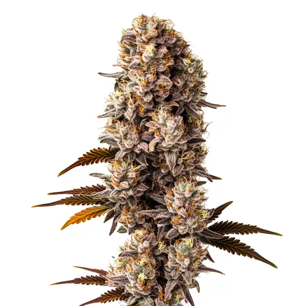 Compact Killer cannabis buds with orange pistils and green leaves