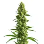 Kosher Kush cannabis plant with resinous buds and dark green leaves.