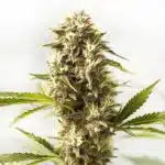 Kosher Kush x Tangerine cannabis bud with frosty trichomes and orange pistils.