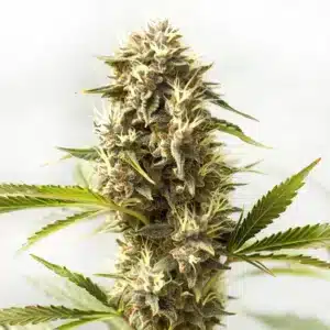 Kosher Kush x Tangerine cannabis bud with frosty trichomes and orange pistils.