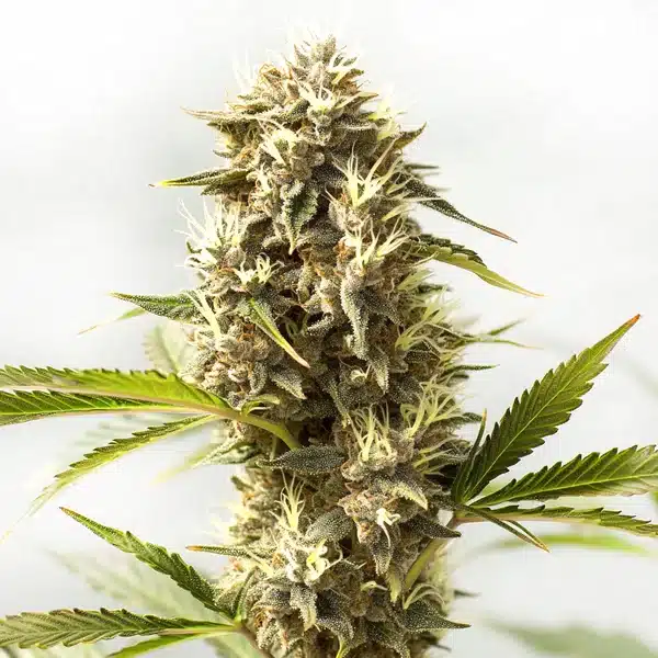 Kosher Kush x Tangerine cannabis bud with frosty trichomes and orange pistils.