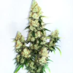 Kush XL Auto cannabis strain with large buds and green leaves