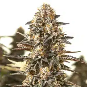 L.A. Confidential x Afghan Kush cannabis cola with dense resinous flowers.