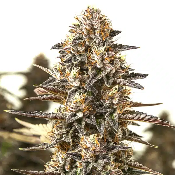 L.A. Confidential x Afghan Kush cannabis cola with dense resinous flowers.