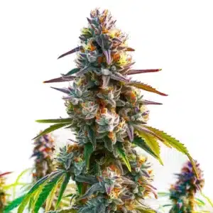 LA Confidential cannabis plant with thick, resin-coated buds and green foliage.