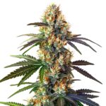 LSD cannabis plant with dense buds and a potent hybrid profile from Blimburn Seeds