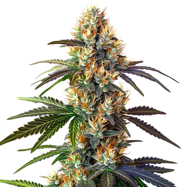 LSD cannabis plant with dense buds and a potent hybrid profile from Blimburn Seeds