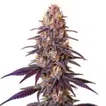 Lavender cannabis plant with purple leaves and dense, trichome-rich buds in full bloom.