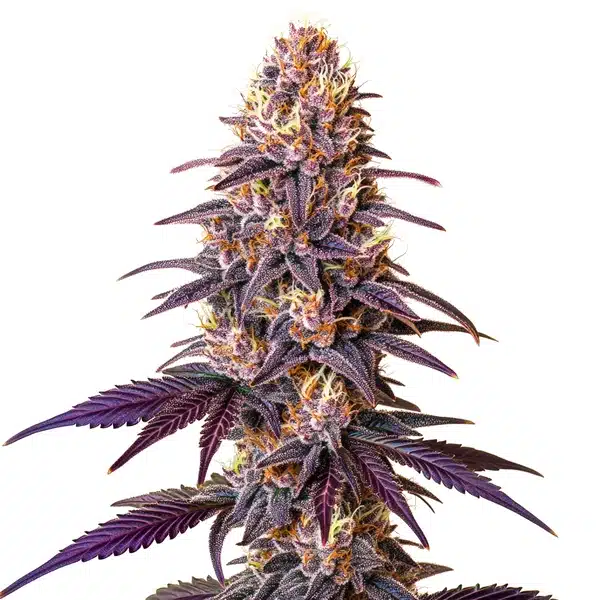 Lavender cannabis plant with purple leaves and dense, trichome-rich buds in full bloom.