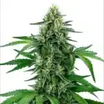 Legend OG cannabis plant with frosty trichomes and mature buds.