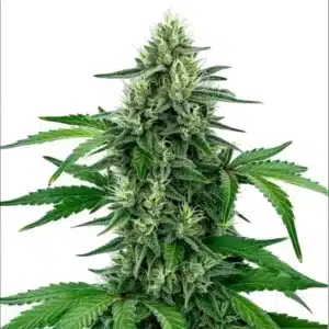 Legend OG cannabis plant with frosty trichomes and mature buds.