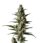Lemon Auto cannabis plant with citrus-scented buds and compact structure.
