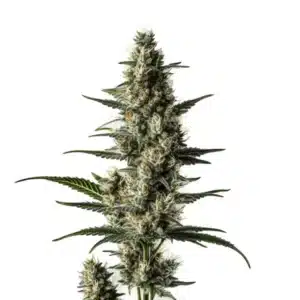 Lemon Auto cannabis plant with citrus-scented buds and compact structure.