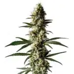 Elongated Lemon Diesel buds with frosty trichomes and orange pistils.