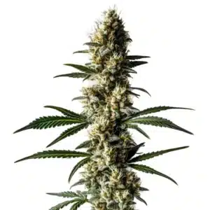 Elongated Lemon Diesel buds with frosty trichomes and orange pistils.