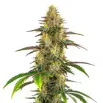 Lemon Garlic OG cannabis plant with bright green buds and long leaves.