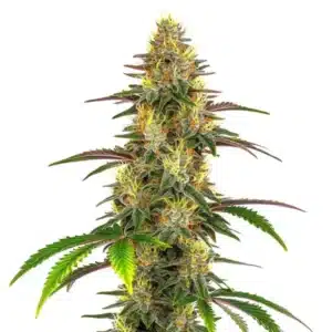 Lemon Garlic OG cannabis plant with bright green buds and long leaves.