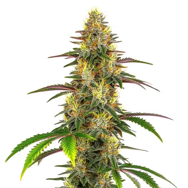 Lemon Garlic OG cannabis plant with bright green buds and long leaves.