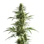Lemon Haze Diesel cannabis plant with yellow pistils and lush foliage.
