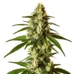 Lemon Kush cannabis plant with green leaves and yellow-orange pistils.