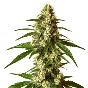 Lemon Kush cannabis plant with green leaves and yellow-orange pistils.