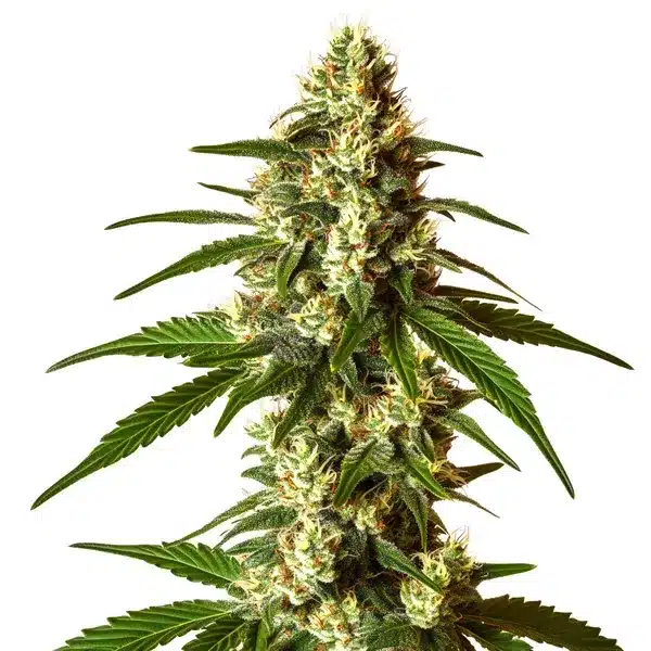 Lemon Kush cannabis plant with green leaves and yellow-orange pistils.
