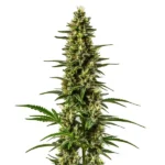 Bright green buds of Lemon OG with lemon-yellow highlights