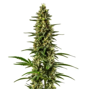 Bright green buds of Lemon OG with lemon-yellow highlights