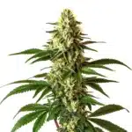 Lemon Pie Regular cannabis plant with dense trichome-covered buds and bright green serrated leaves.